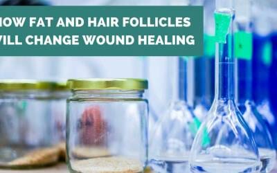 How Fat and Hair Follicles Will Change Wound Healing and Scars