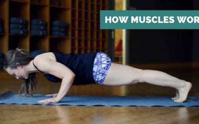 How Muscle Contraction Works